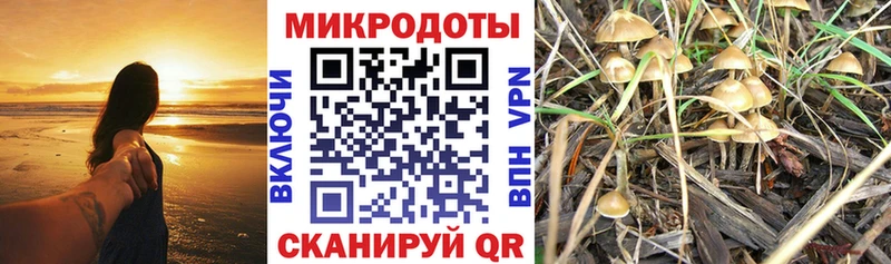 Псилоцибиновые грибы Psilocybine cubensis  Вязники 